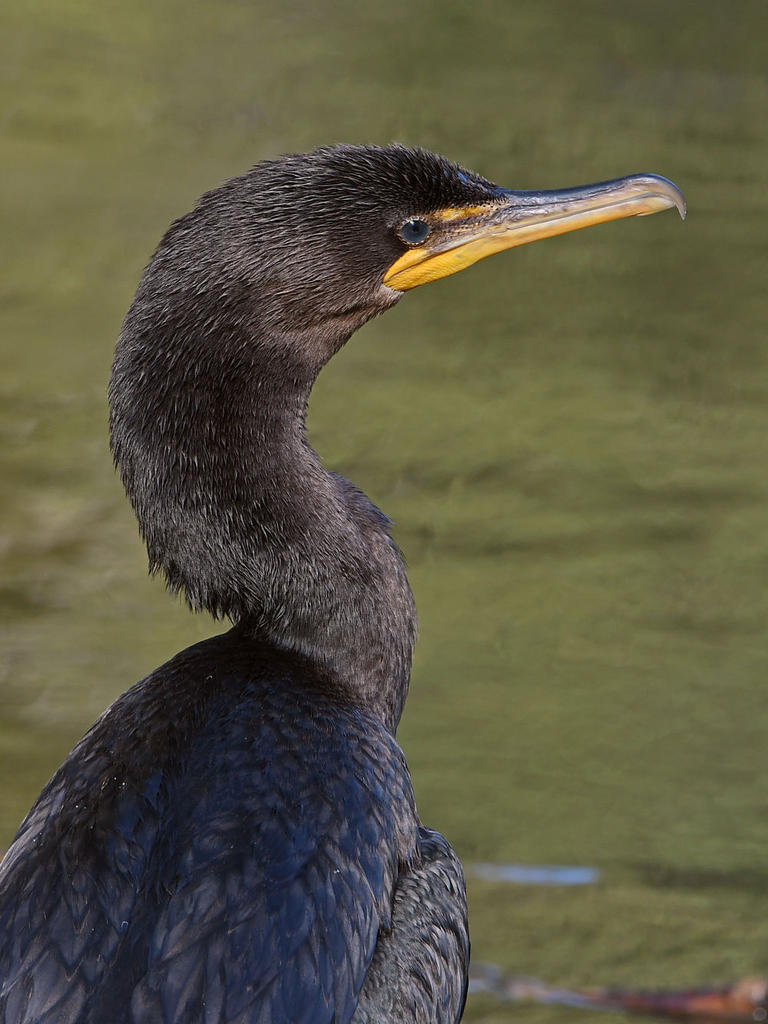Cormorant7.jpg