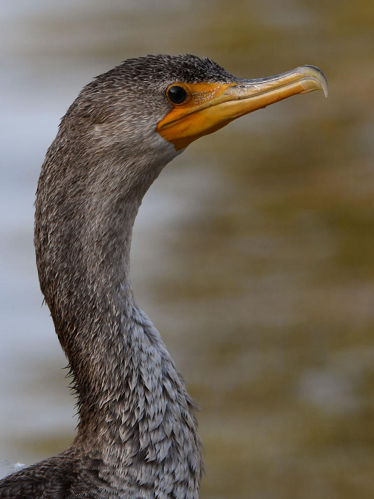Cormorant7.jpg