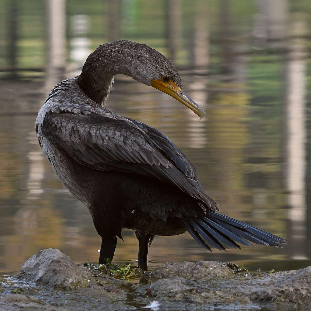 Cormorant7.jpg