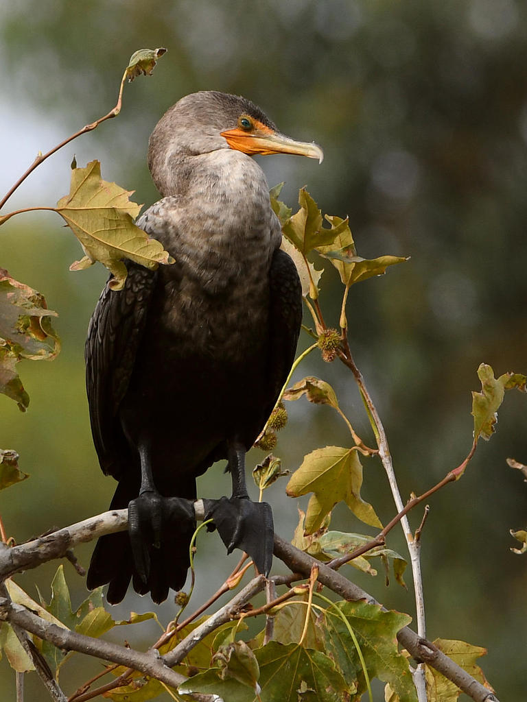 Cormorant7.jpg