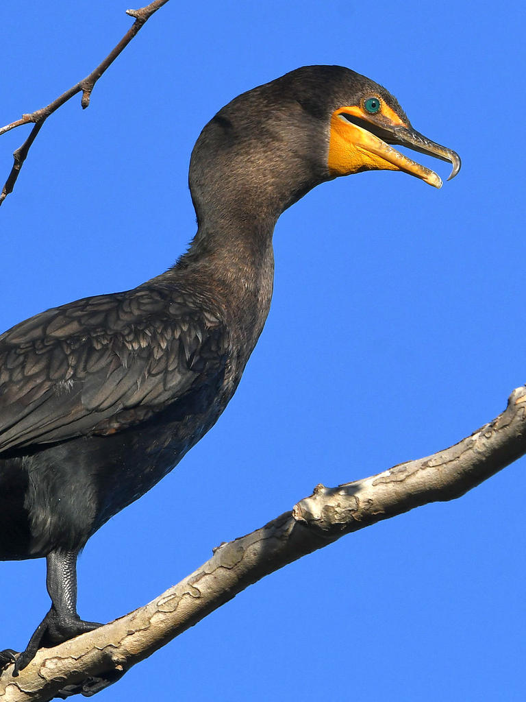 Cormorant7.jpg