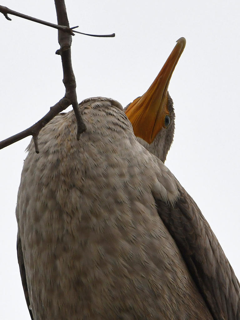 Cormorant7.jpg