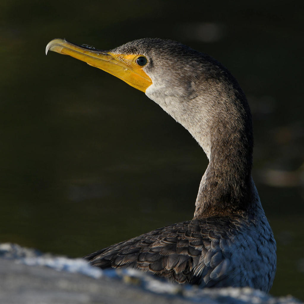 Cormorant7.jpg
