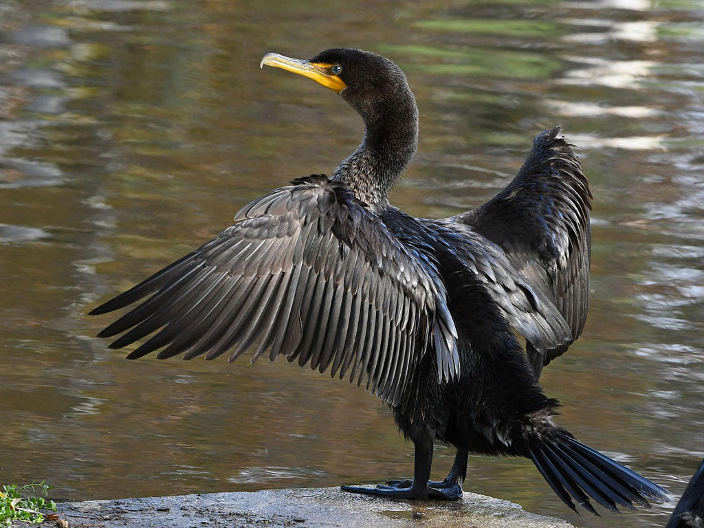 Cormorant7.jpg