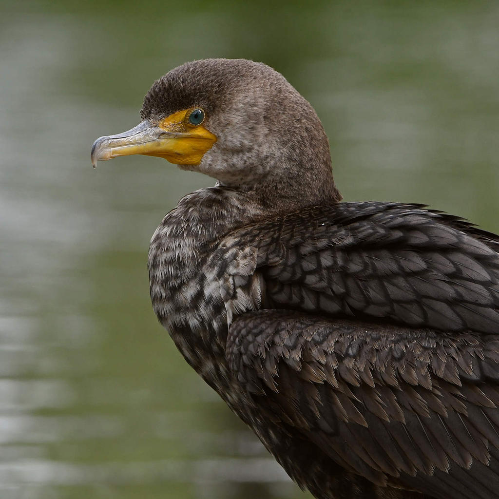 Cormorant7.jpg