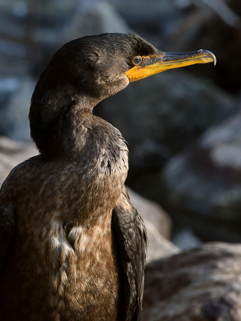 Cormorant7.jpg
