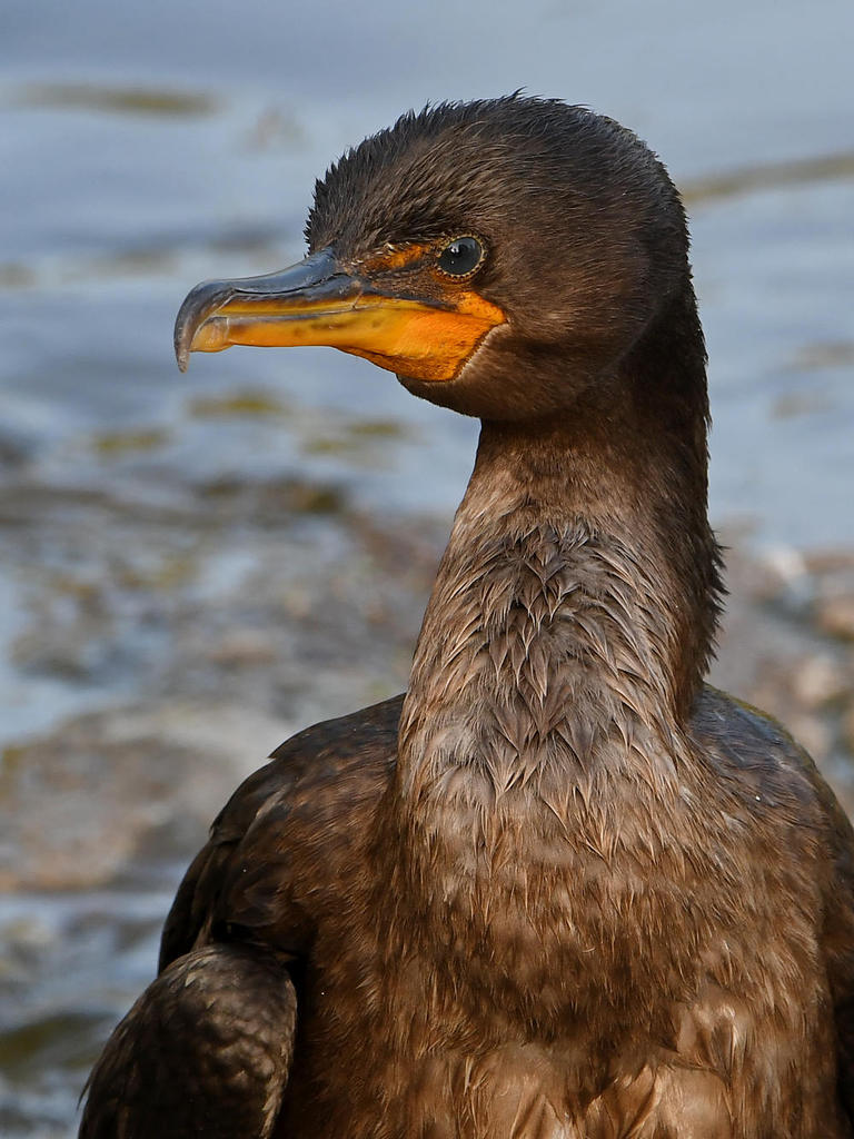Cormorant7.jpg