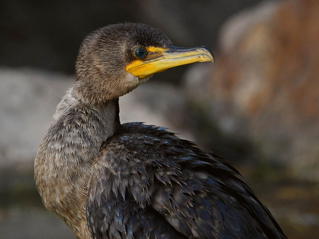 Cormorant7.jpg