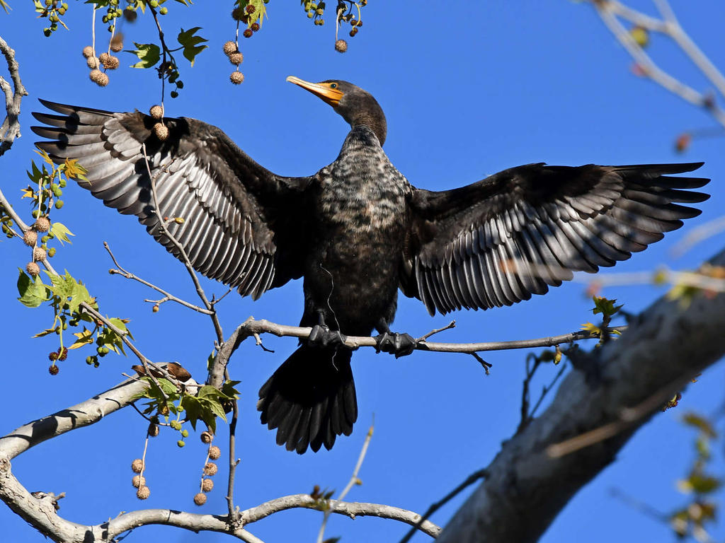 Cormorant7.jpg