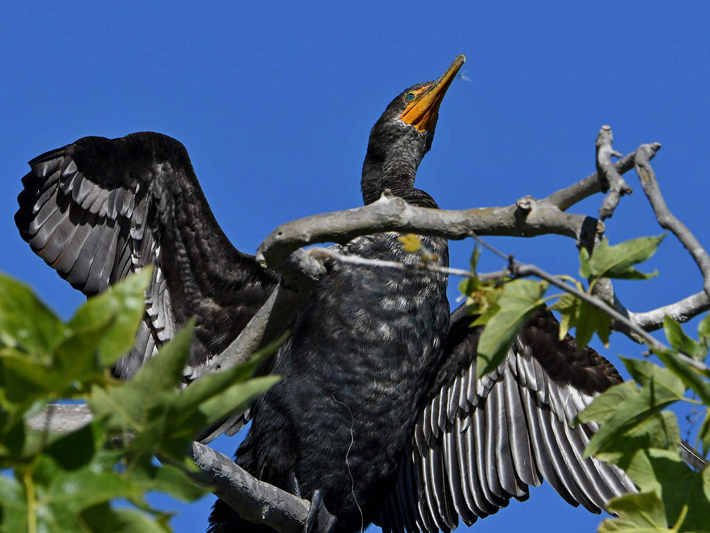 Cormorant7.jpg