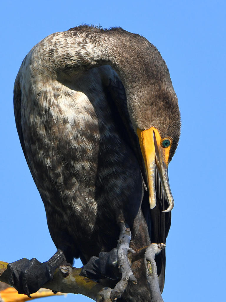 Cormorant7.jpg