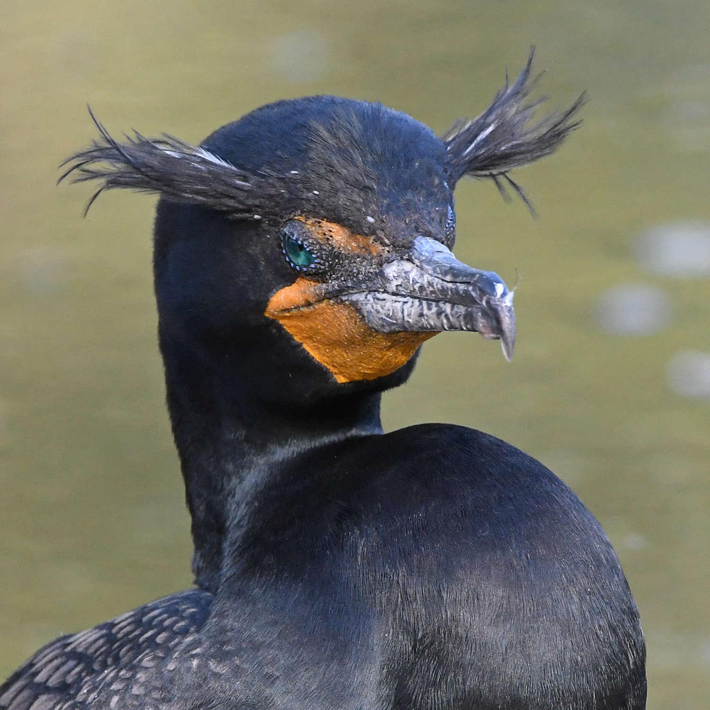 Cormorant7.jpg