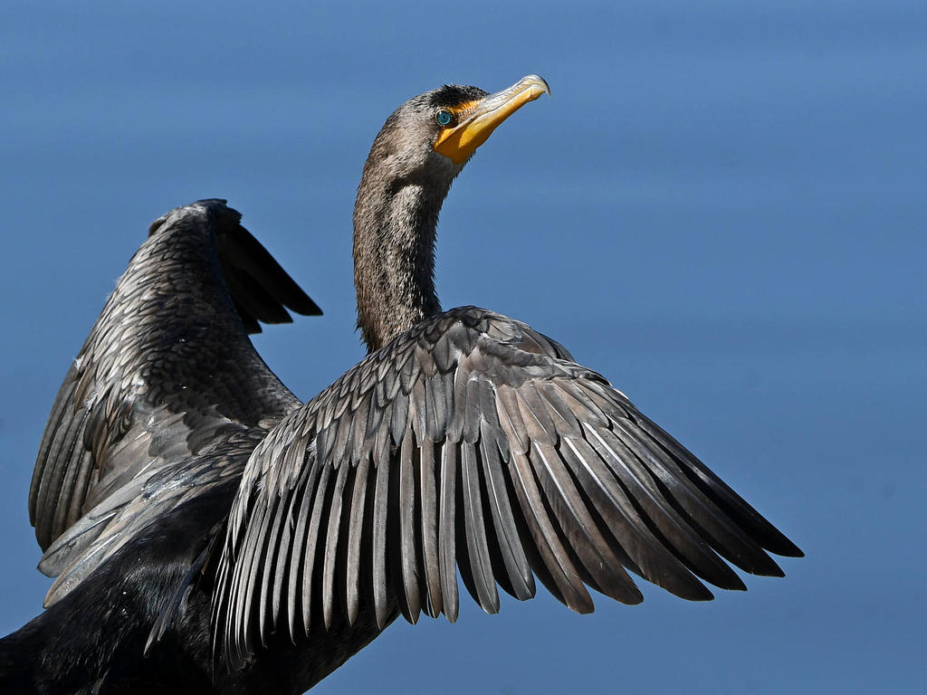 Cormorant7.jpg