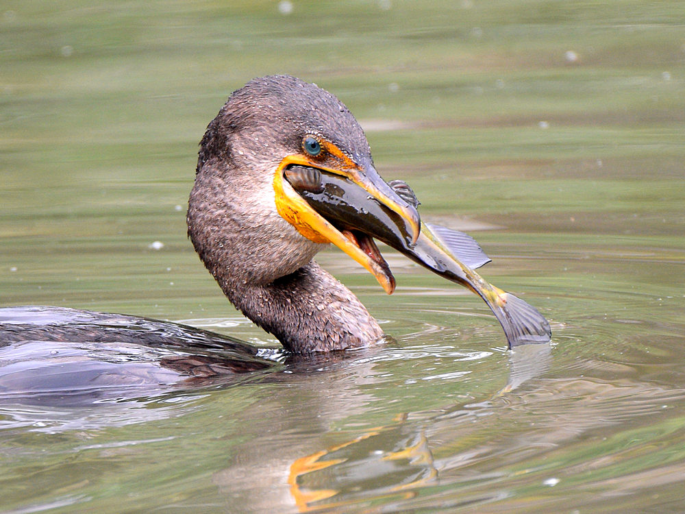 Cormorant8.jpg