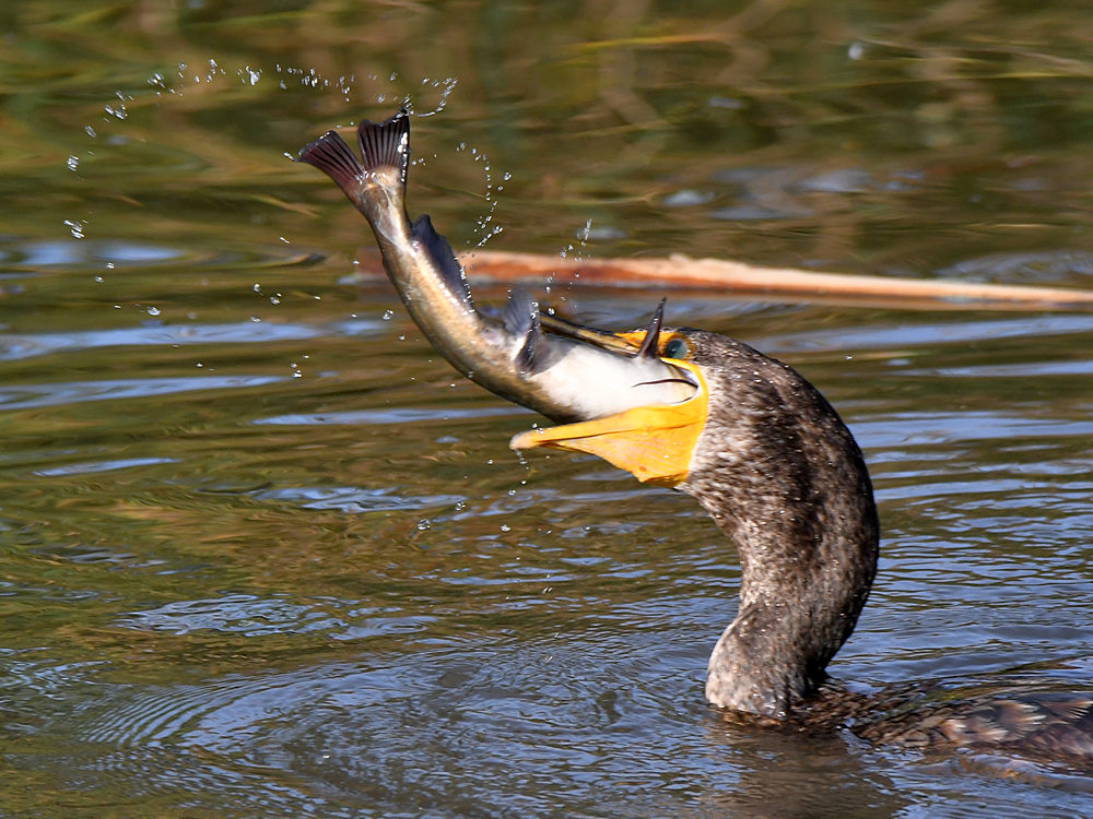 Cormorant8.jpg