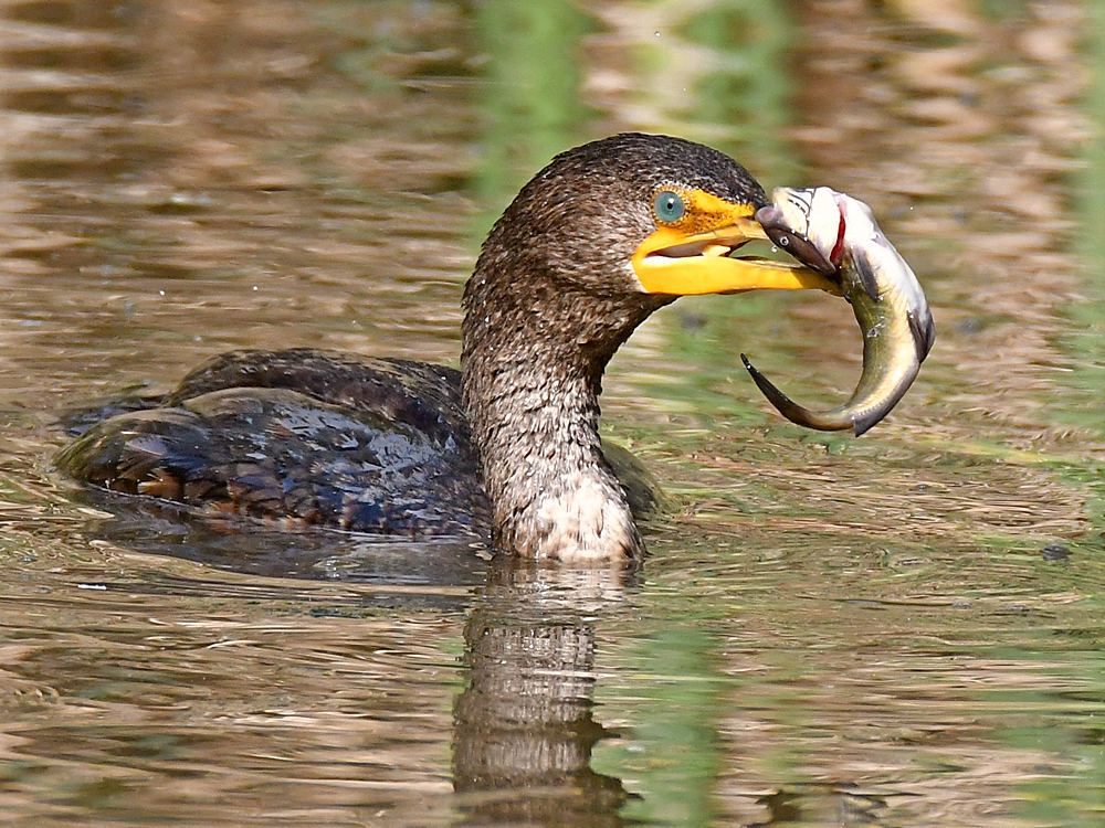 Cormorant8.jpg