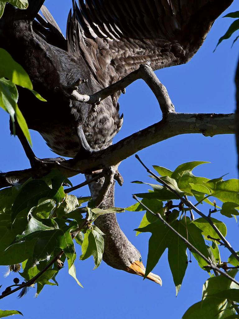 Cormorant8.jpg