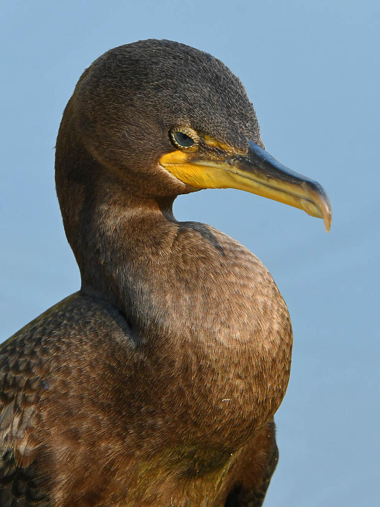 Cormorant8.jpg
