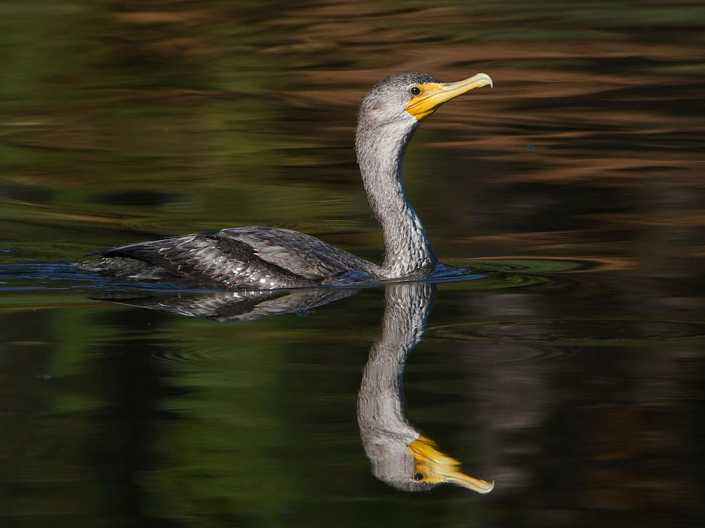 Cormorant8.jpg