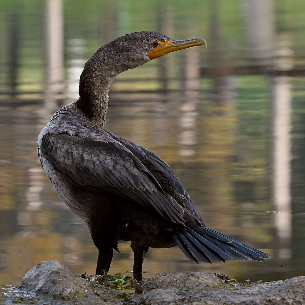 Cormorant8.jpg