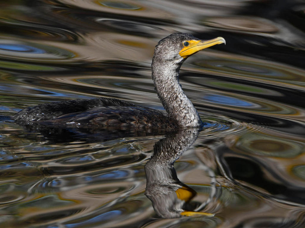 Cormorant8.jpg