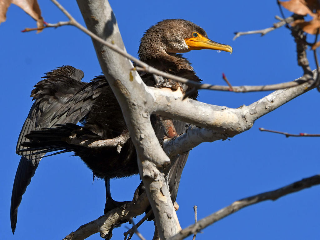 Cormorant8.jpg