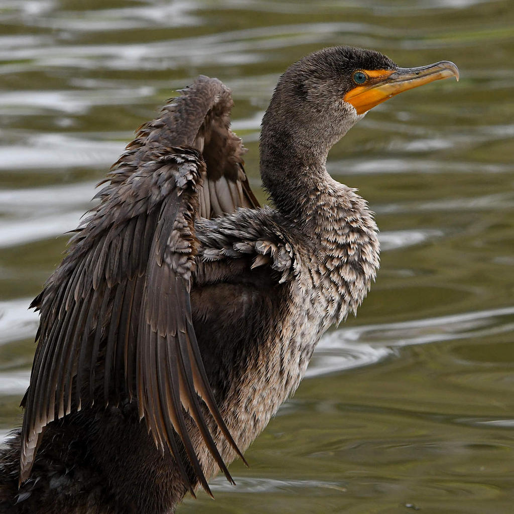 Cormorant8.jpg