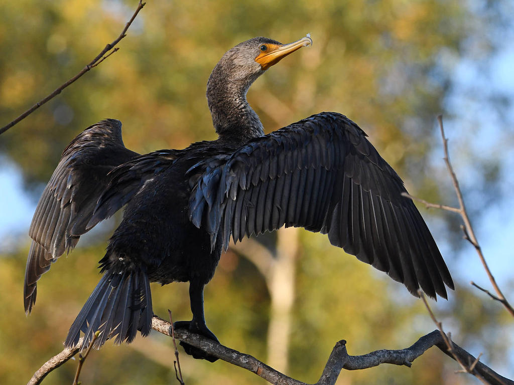 Cormorant8.jpg
