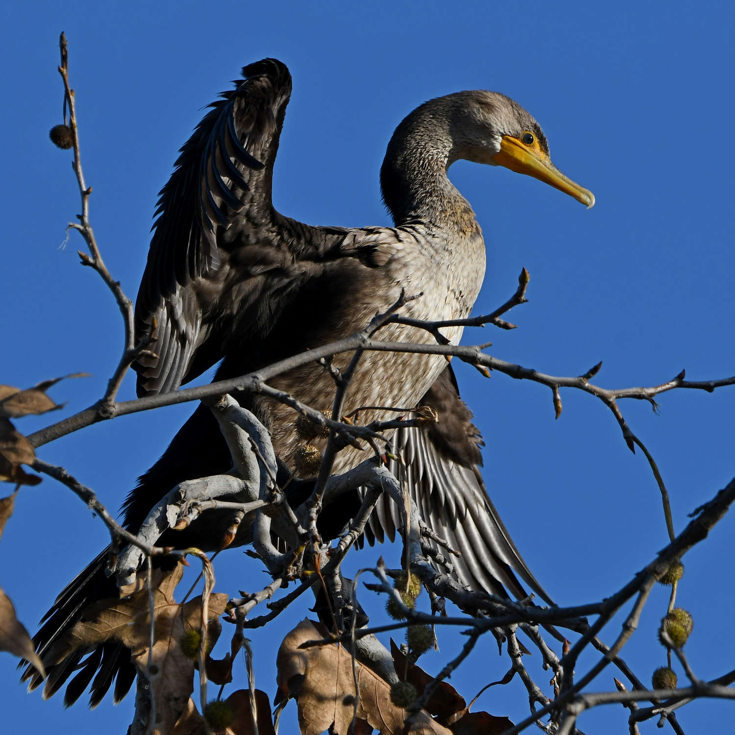Cormorant8.jpg