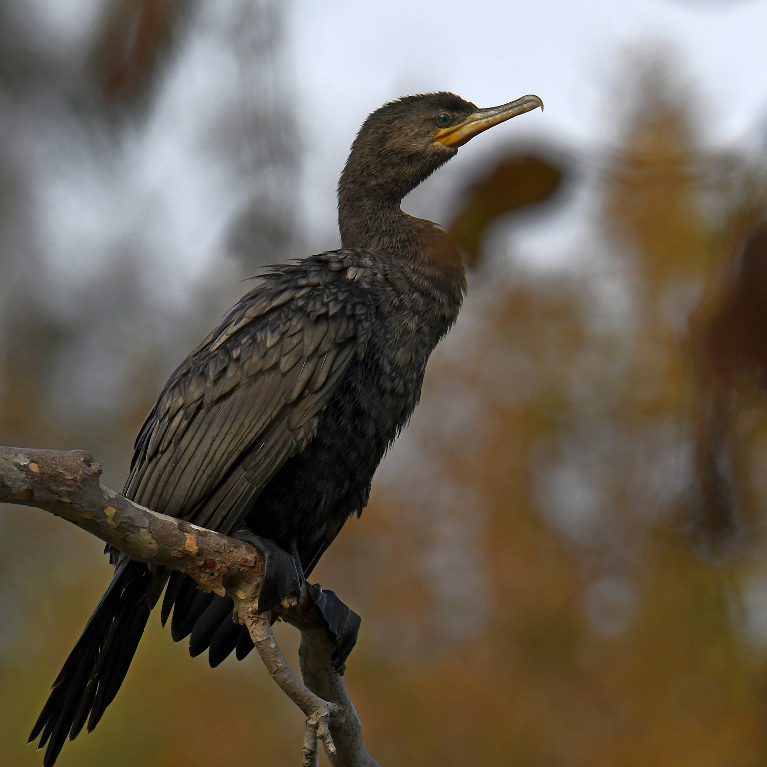 Cormorant8.jpg