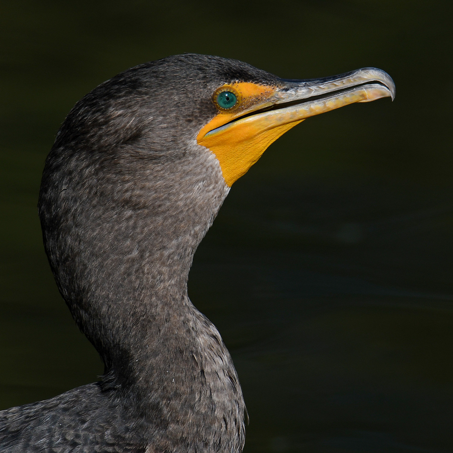 Cormorant8.jpg