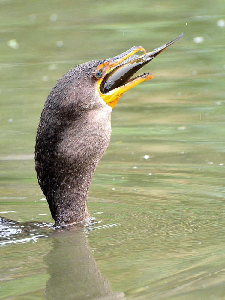 Cormorant9.jpg