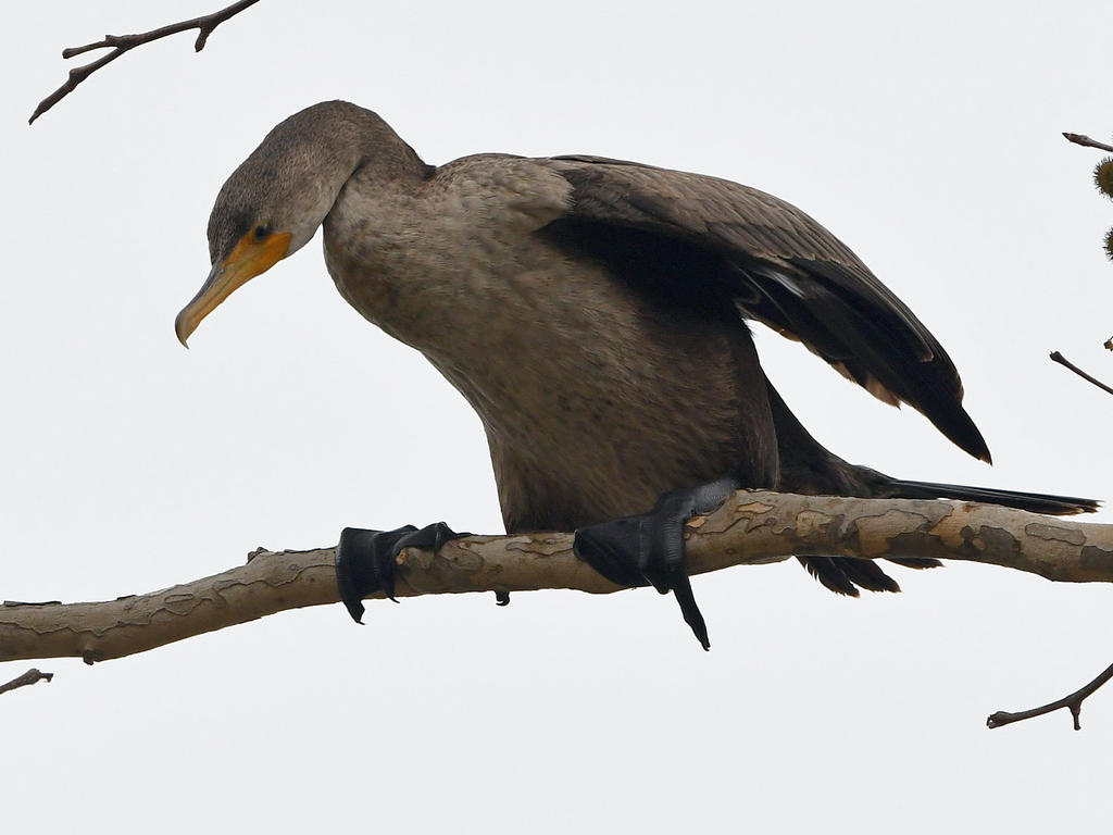 Cormorant9.jpg