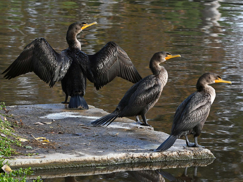 Cormorant9.jpg
