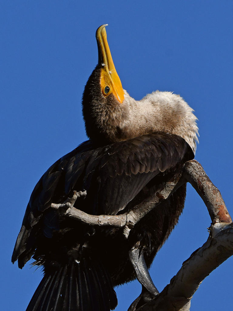 Cormorant9.jpg