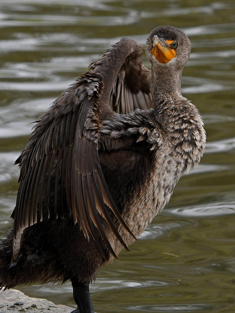Cormorant9.jpg