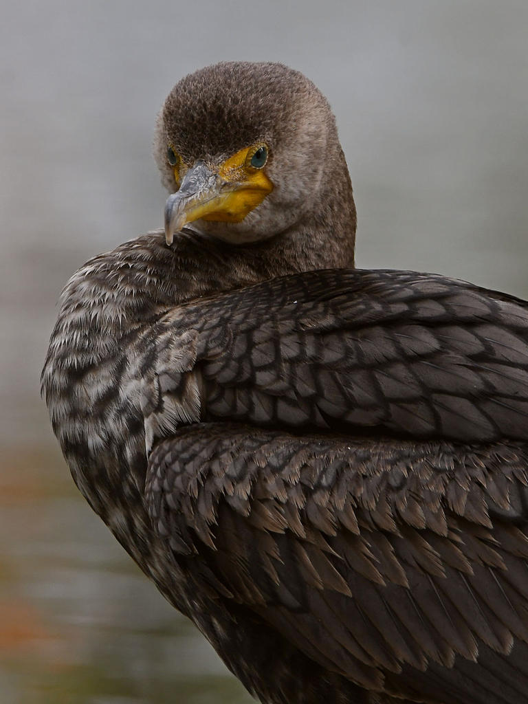 Cormorant9.jpg