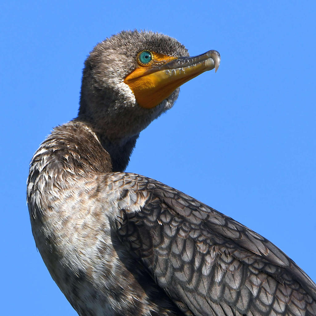 Cormorant9.jpg