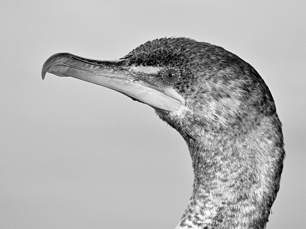CormorantBW.jpg