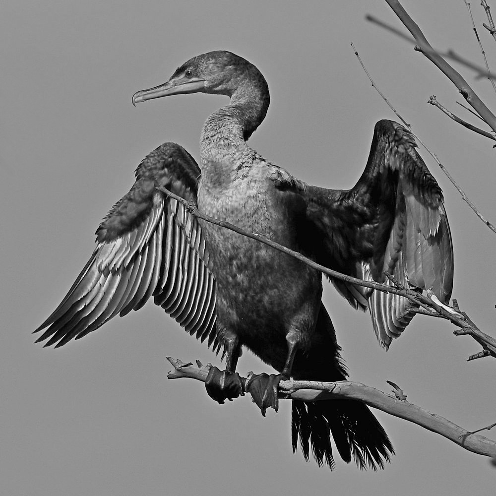 CormorantBW.jpg