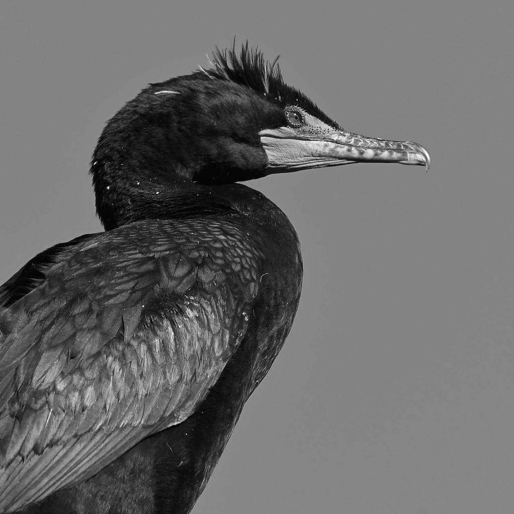 CormorantBW.jpg