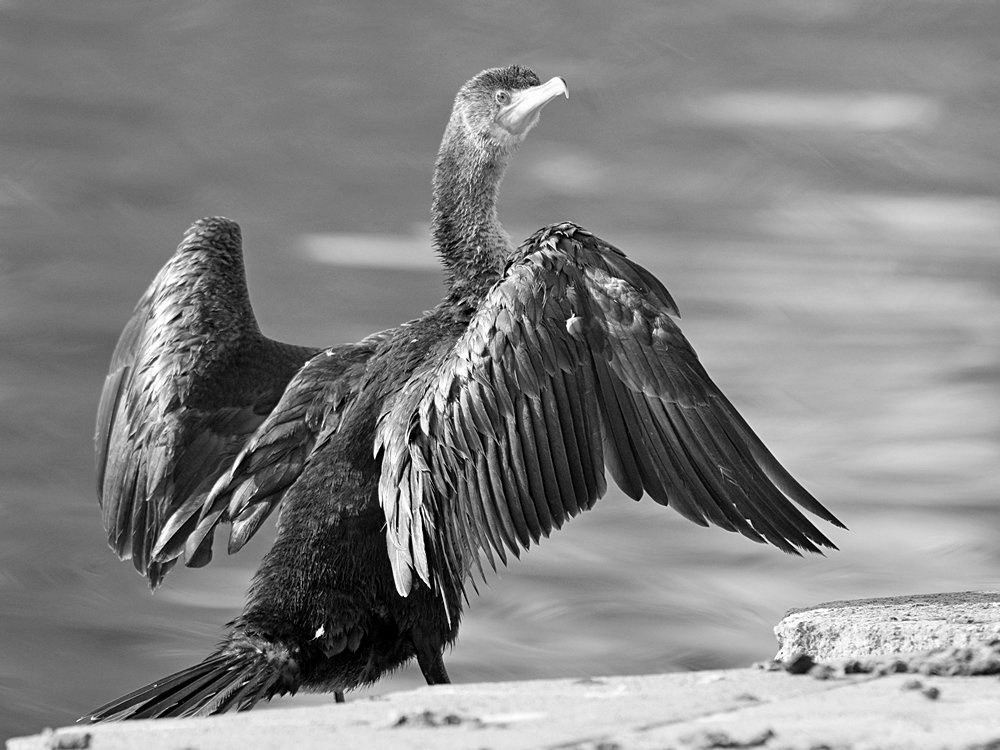 CormorantBW2.jpg