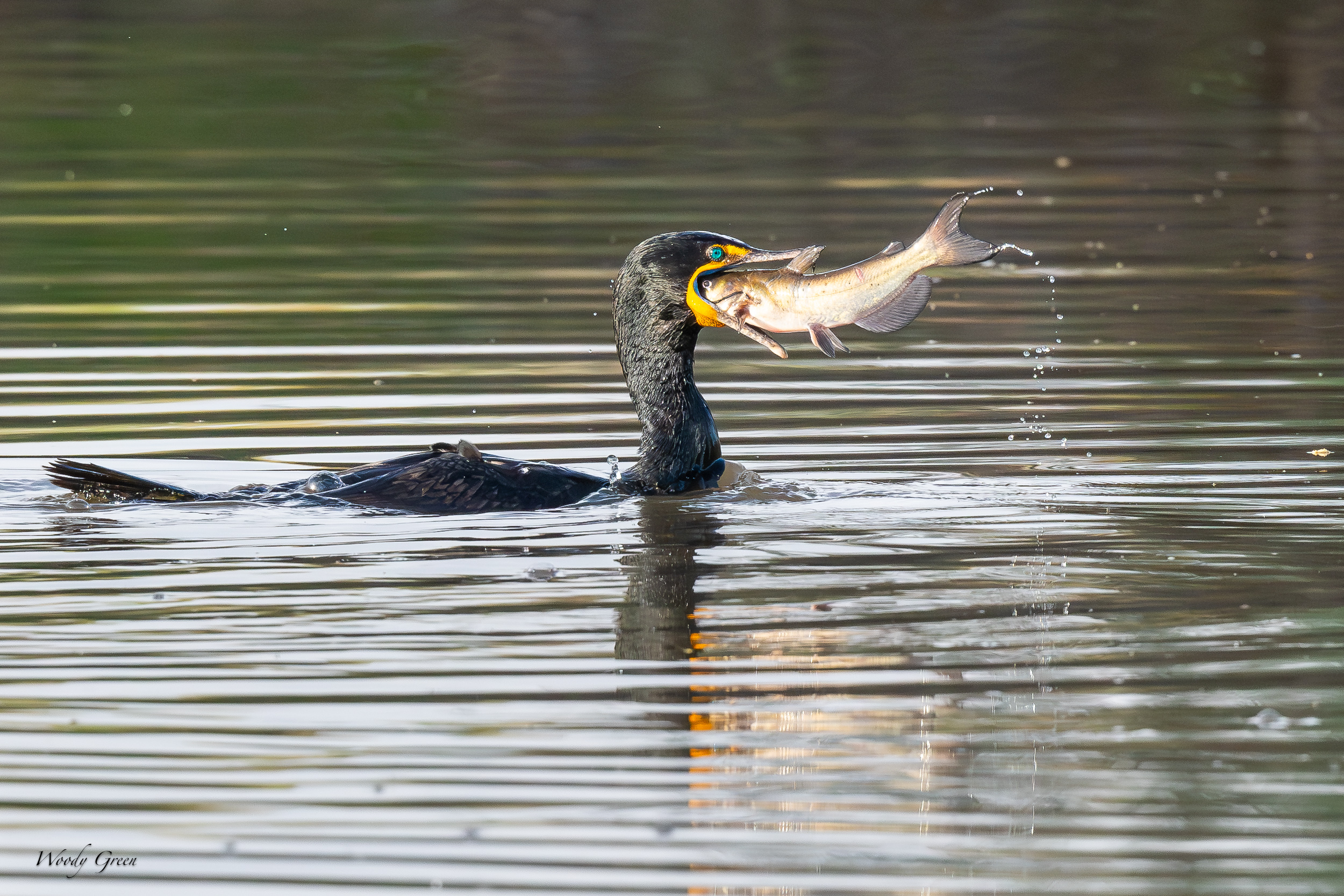 CormorantFish-631.jpg