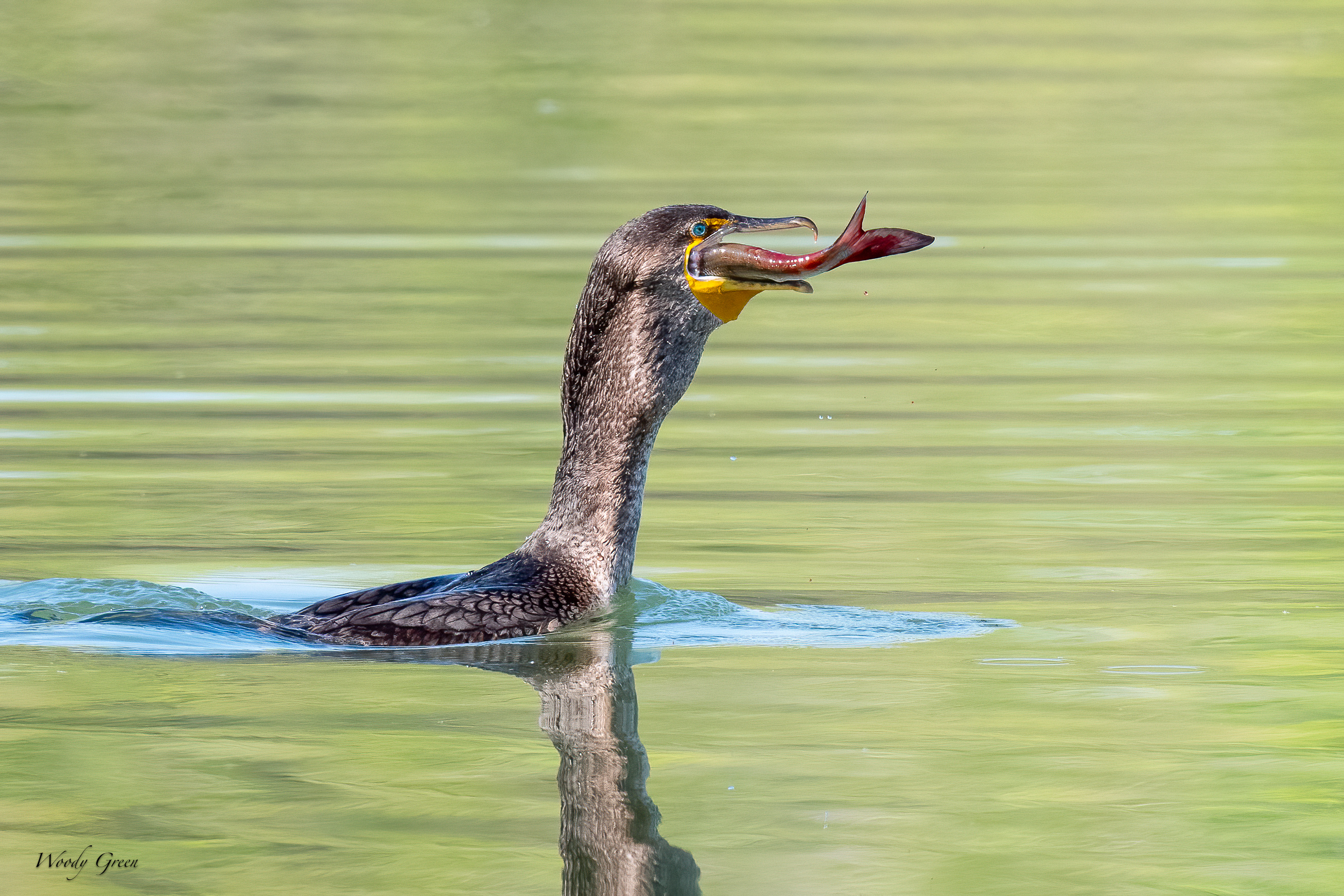 CormorantFish-652.jpg