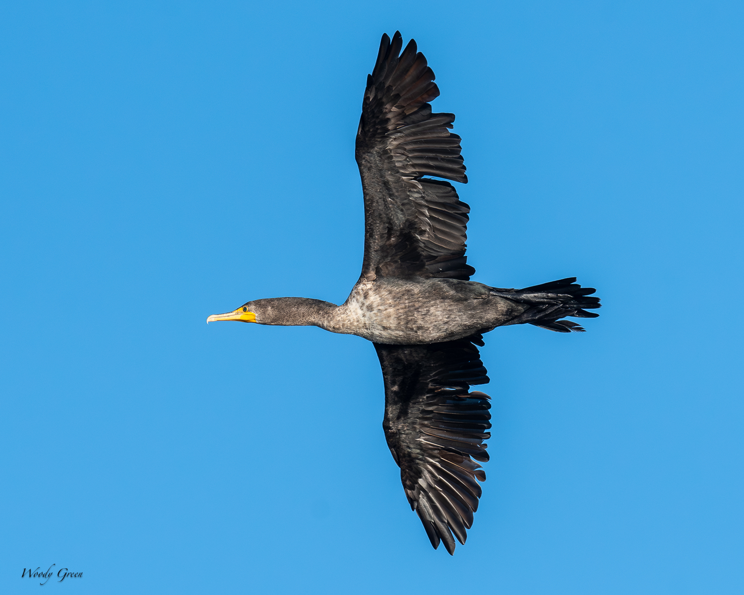 CormorantFlight-400.jpg