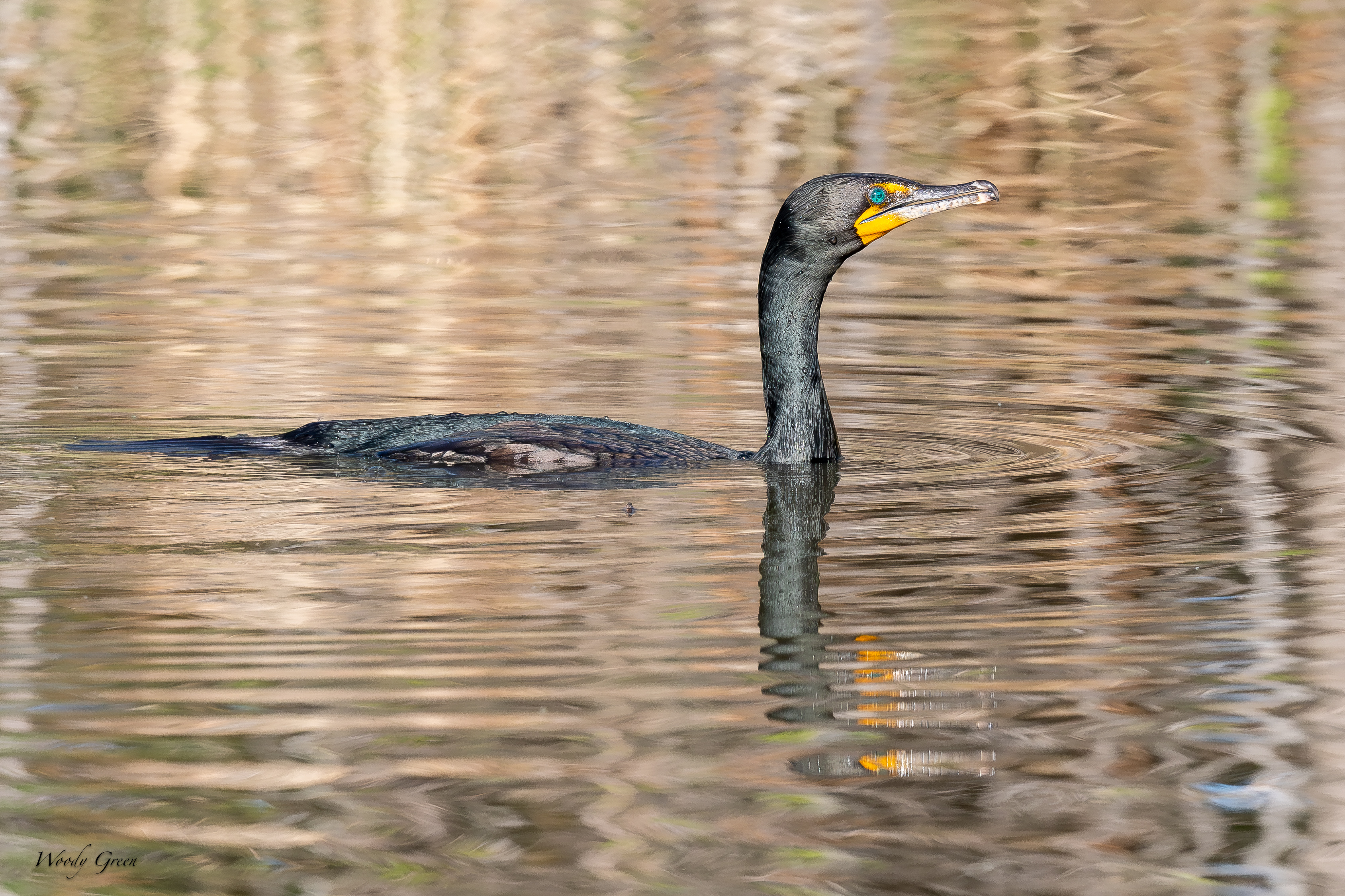 CormorantFloating-119.jpg