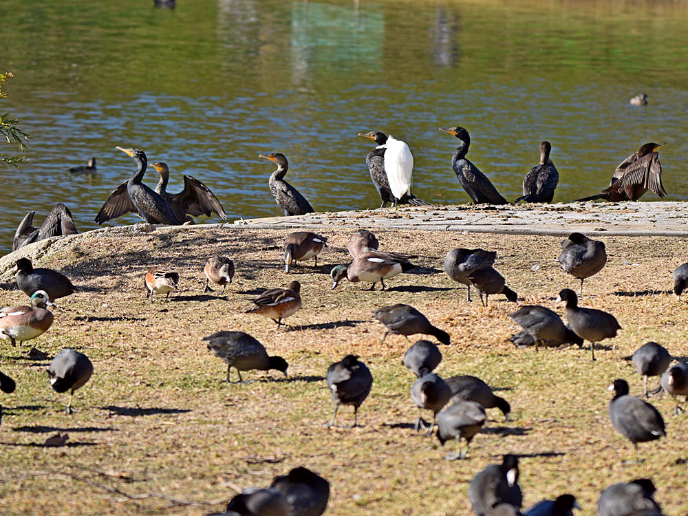 Cormorants.jpg