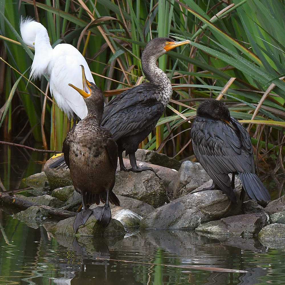 Cormorants.jpg