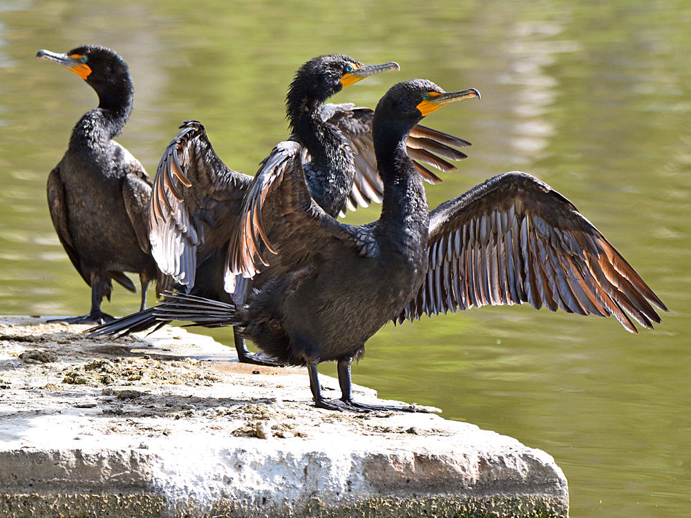 Cormorants2.jpg