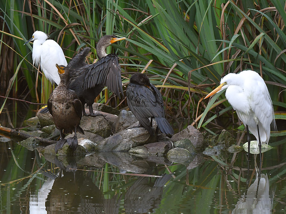 Cormorants2.jpg